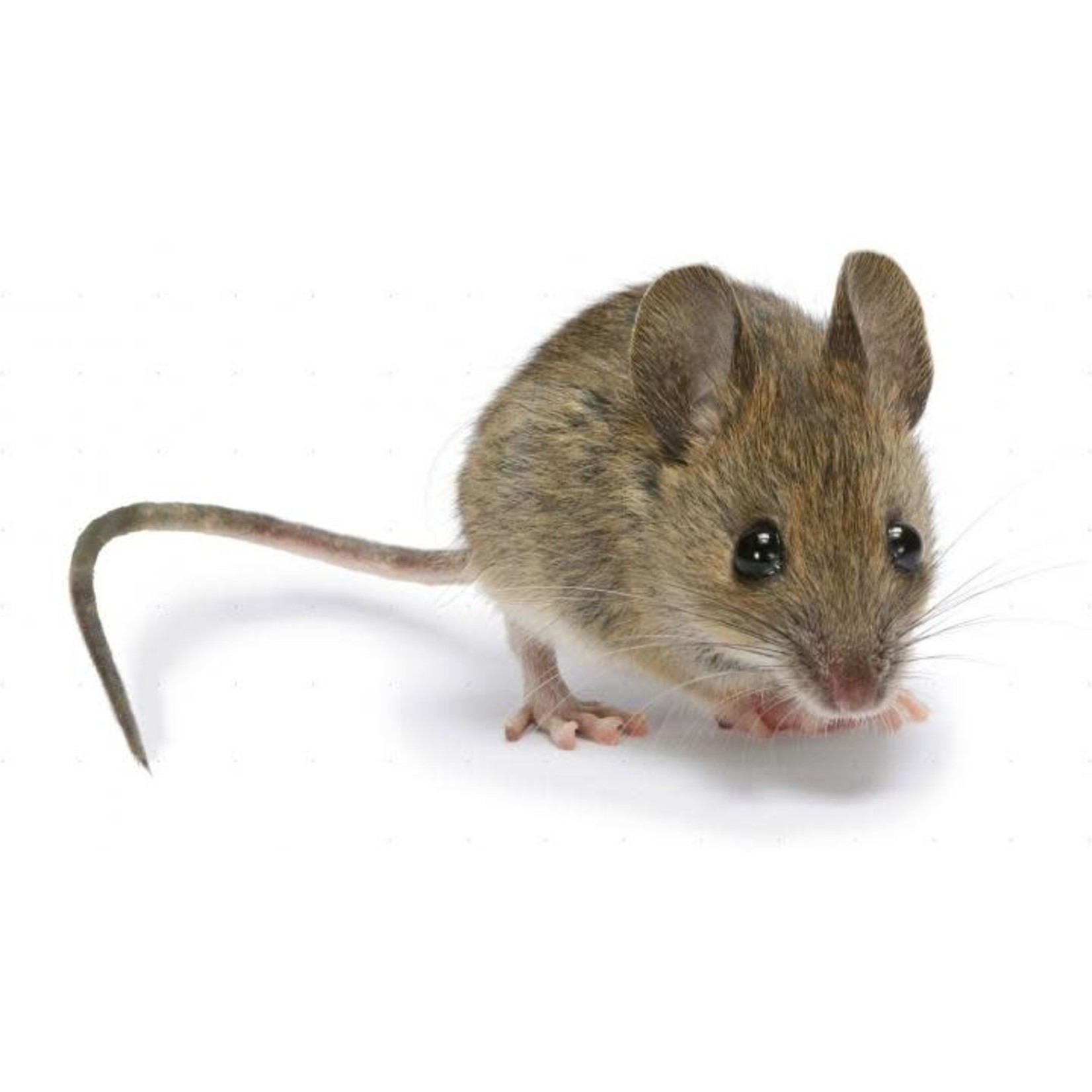 25 Adult Mice 24-30gm