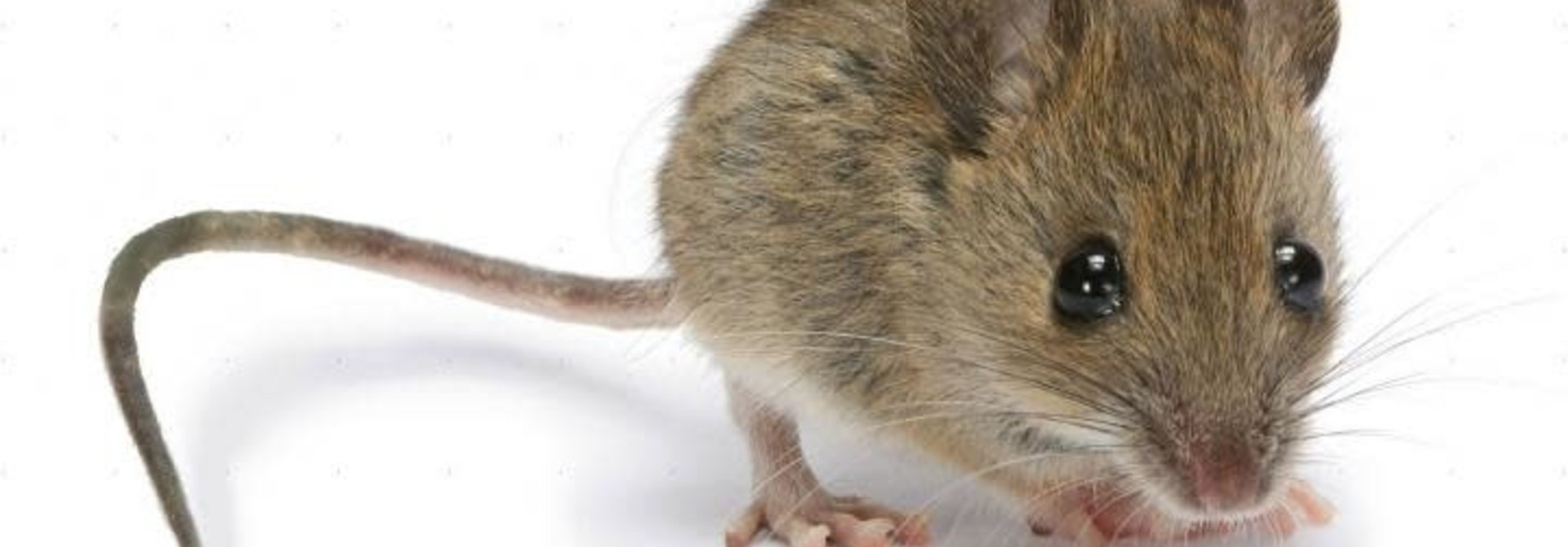 25 Adult Mice 24-30gm