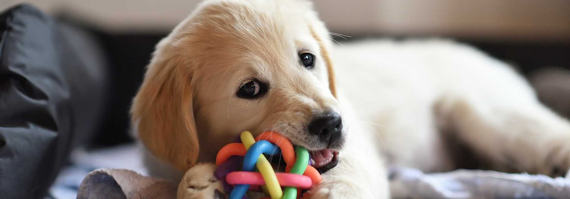 5 Pass Ruff Play Dog Daycare