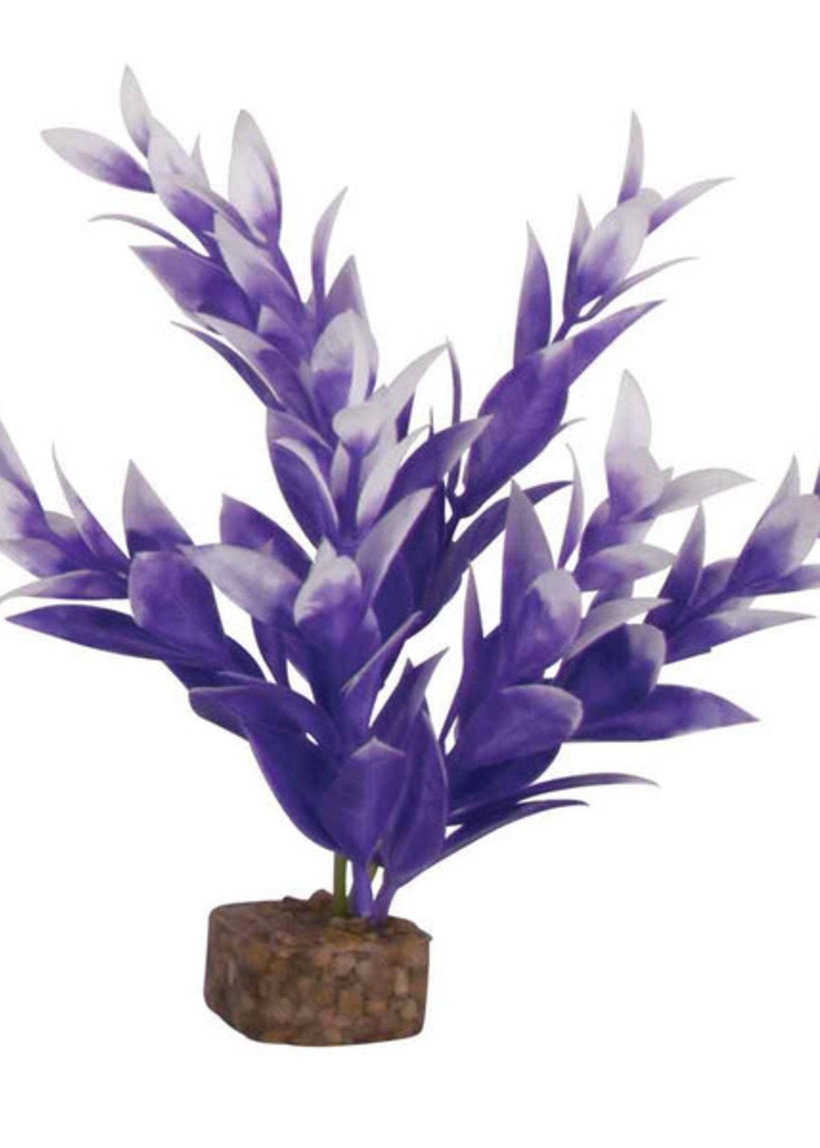 GloFish Plant, Medium Purple/White