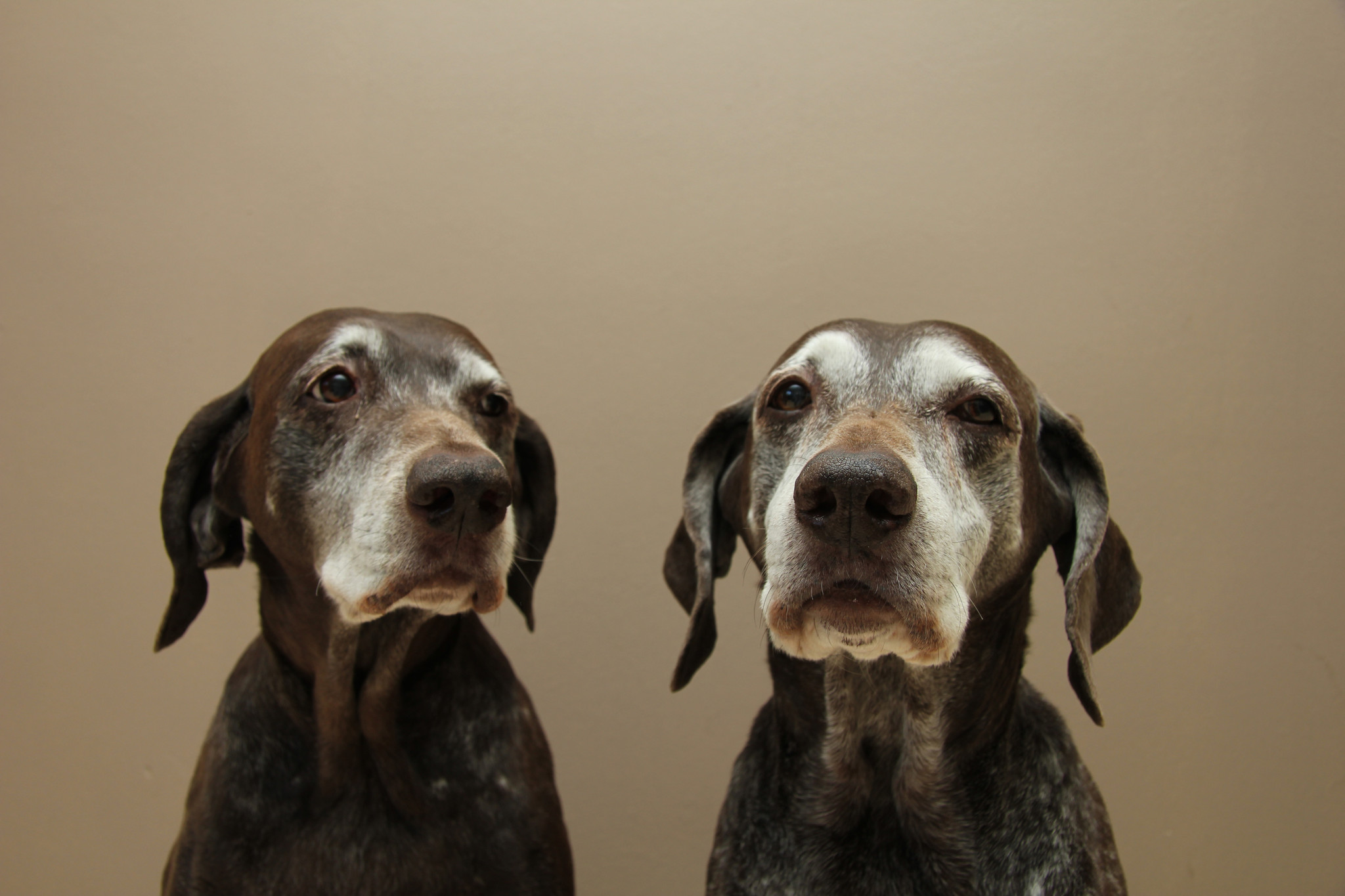 Mobility in Senior Dogs 