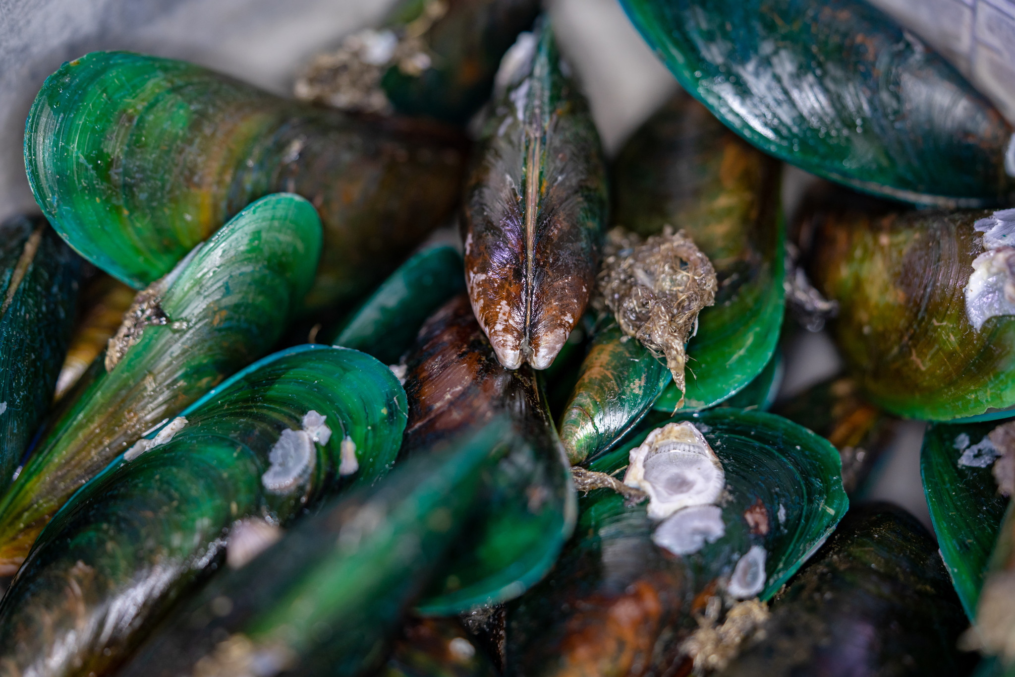 Green Lipped Mussels - For Cats, Dogs & Horses 