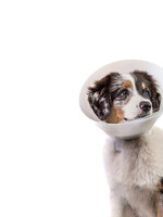 Baxter Baxter Clear E-Collar - 12cm/4.72 in