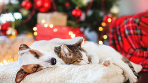 Pet-Proofing Christmas Tips 