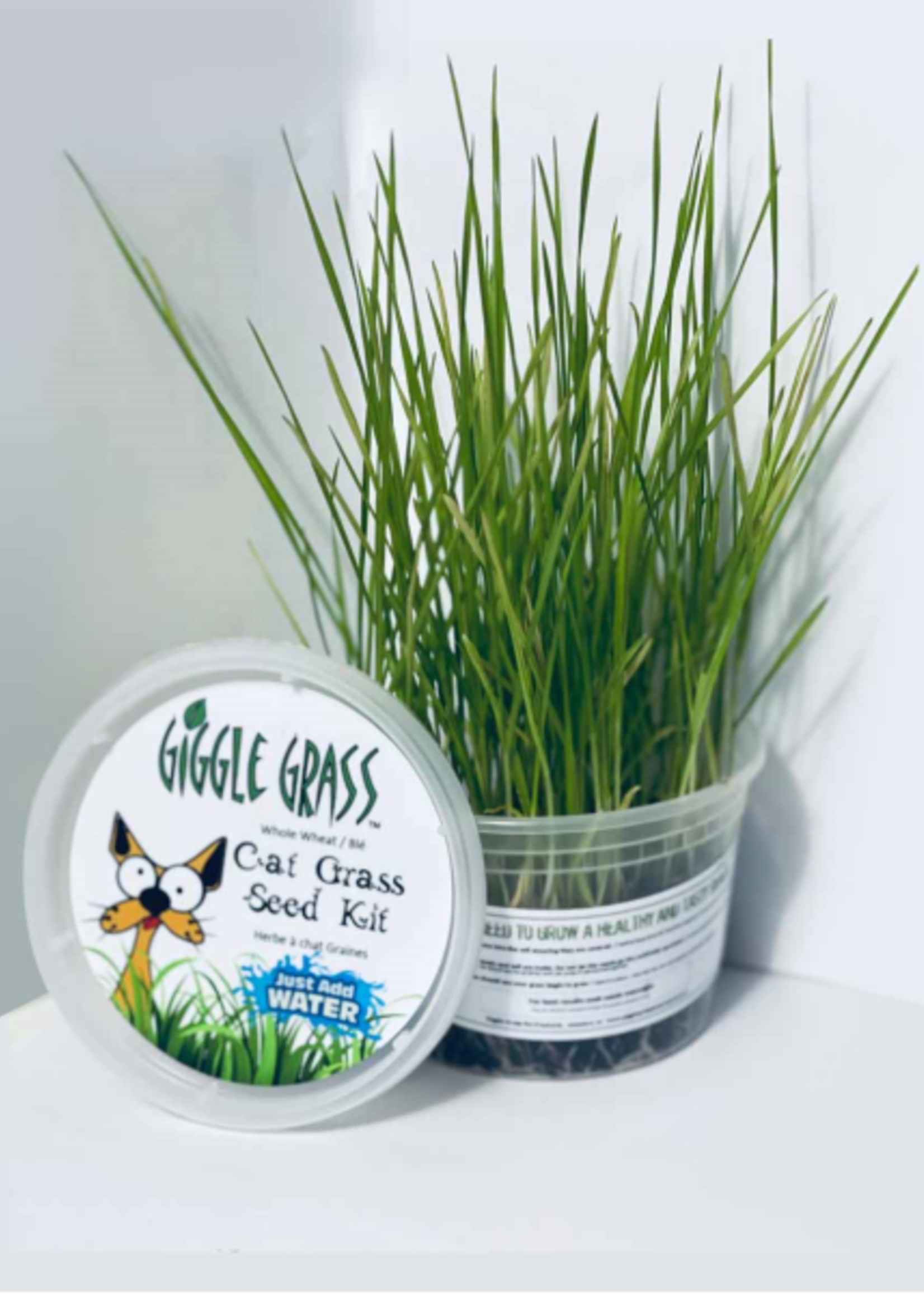 Giggle Grass Giggle Grass Cat Grass Seed Kit