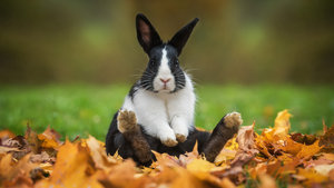 How to Litter Train Your Rabbit