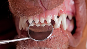 Why Do Dogs Get Hairy Teeth? 