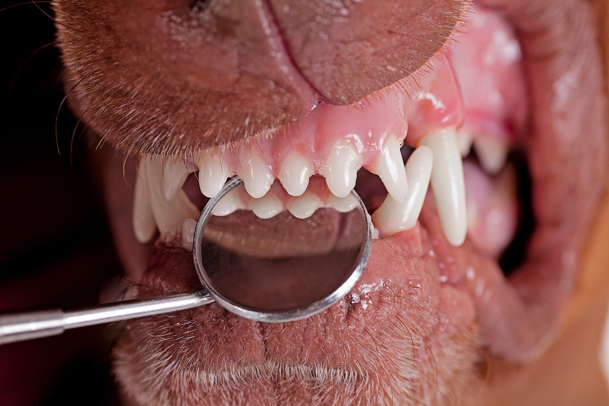 Why Do Dogs Get Hairy Teeth? 
