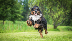 How to Keep Large Dogs Healthy at Every Life Stage 