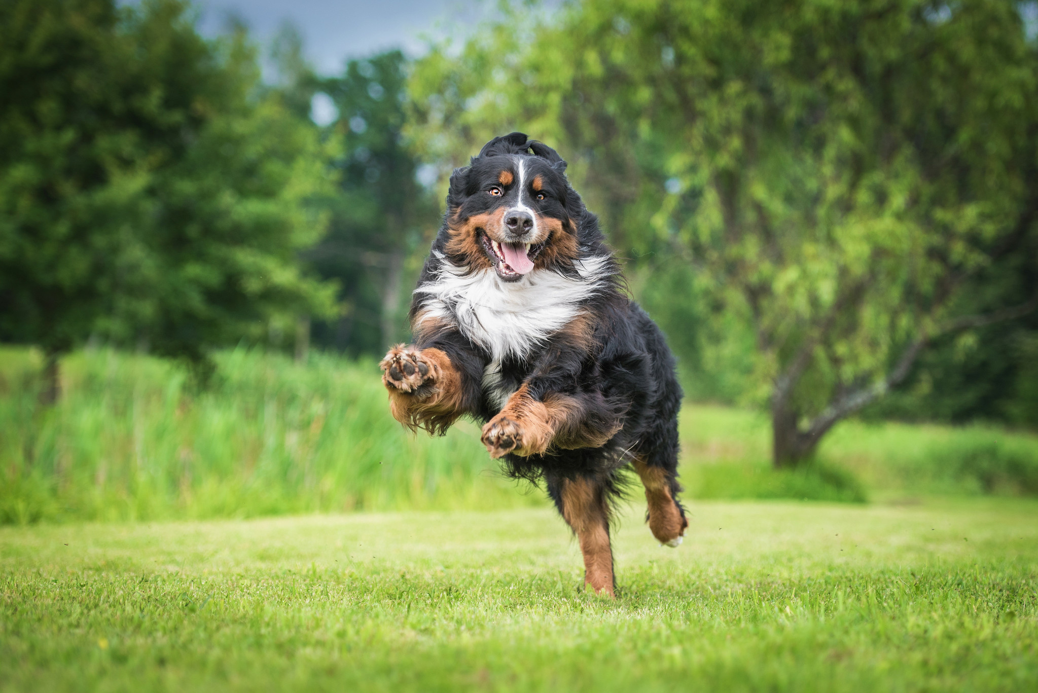 How to Keep Large Dogs Healthy at Every Life Stage 