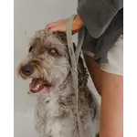 DexyPaws Waterproof Dog Leash in Sage Green