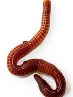 Red Wiggler 24 count