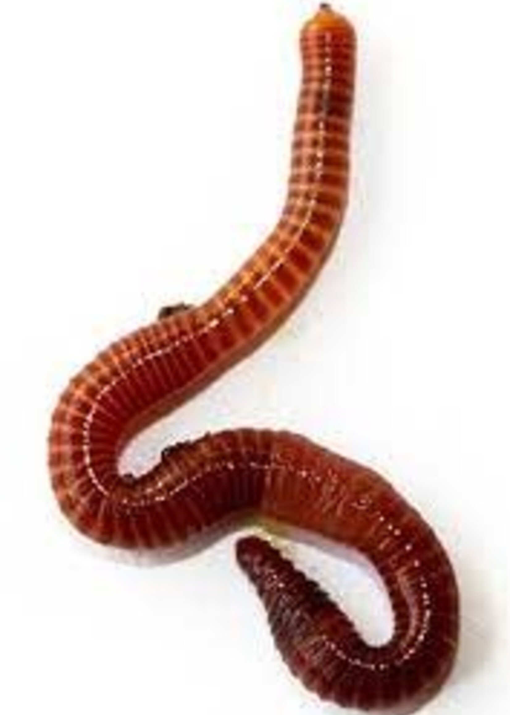 Red Wiggler 24 count