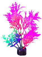Marina iGlo Plant Pink/Orange - Whisteria 5.5
