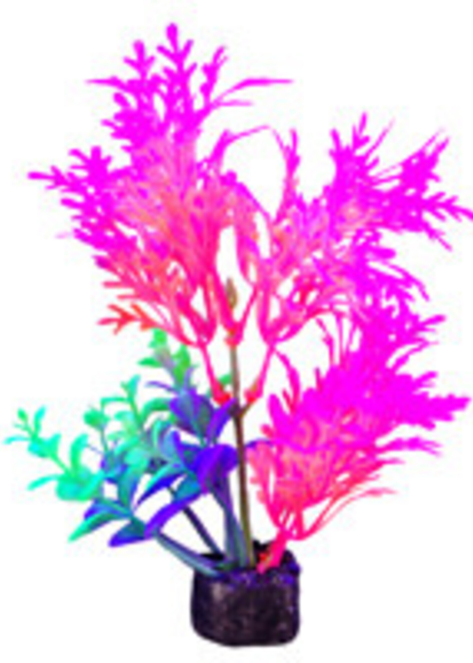 Marina iGlo Plant Pink/Orange - Whisteria 5.5