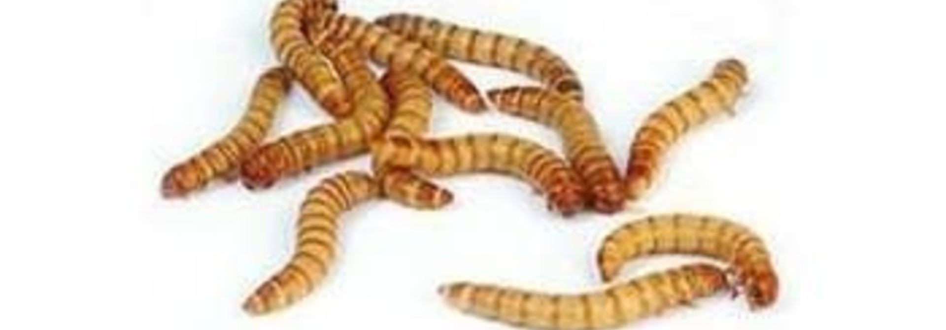 King worms 100, kingworms 100