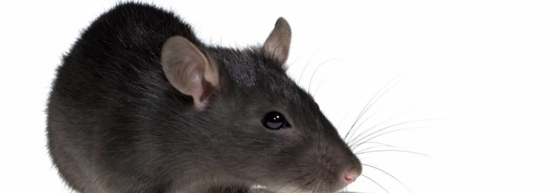 Frozen Jumbo Rat