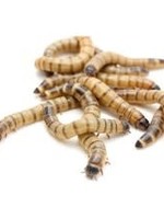 Large Superworms 100