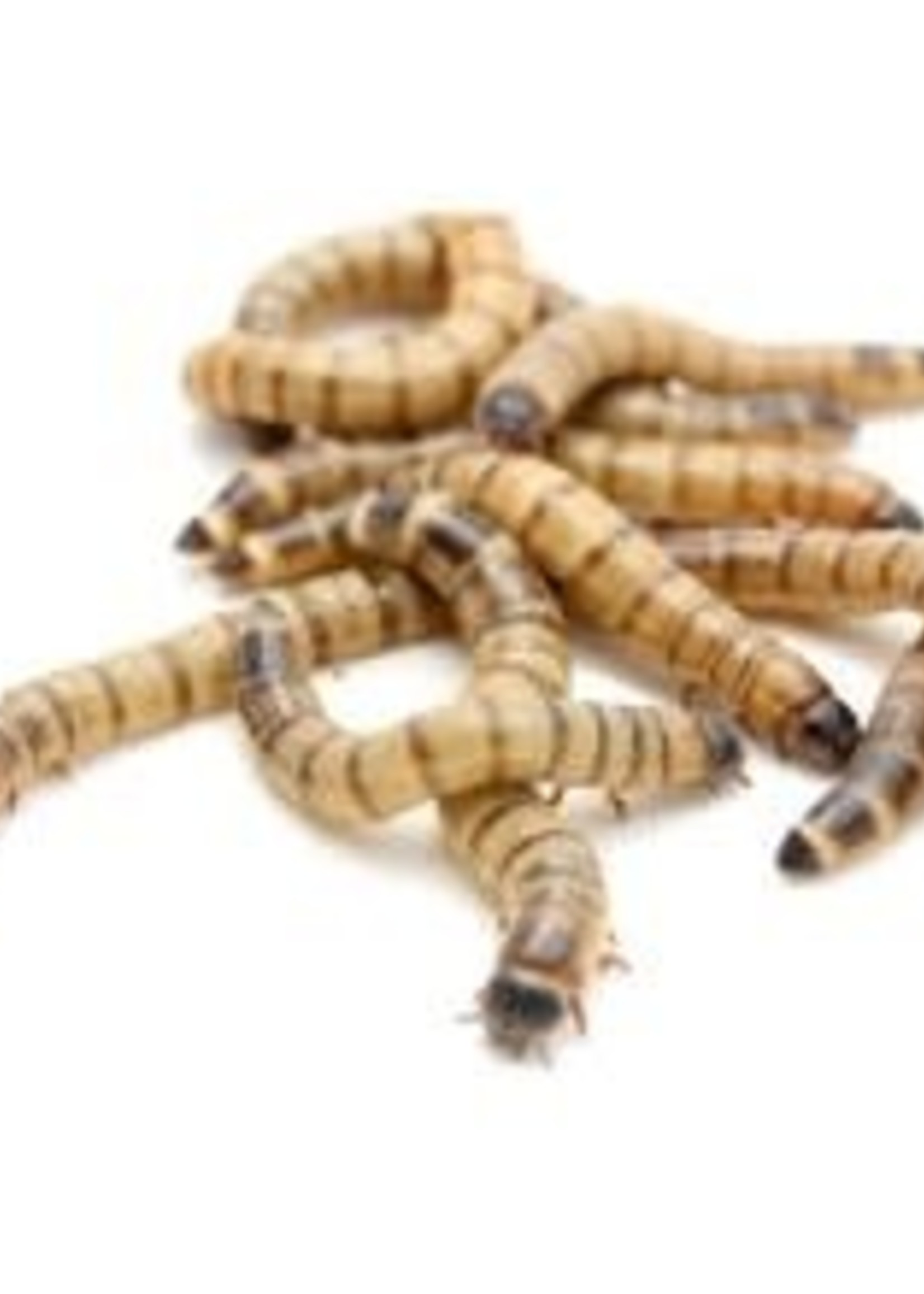 Large Superworms 100