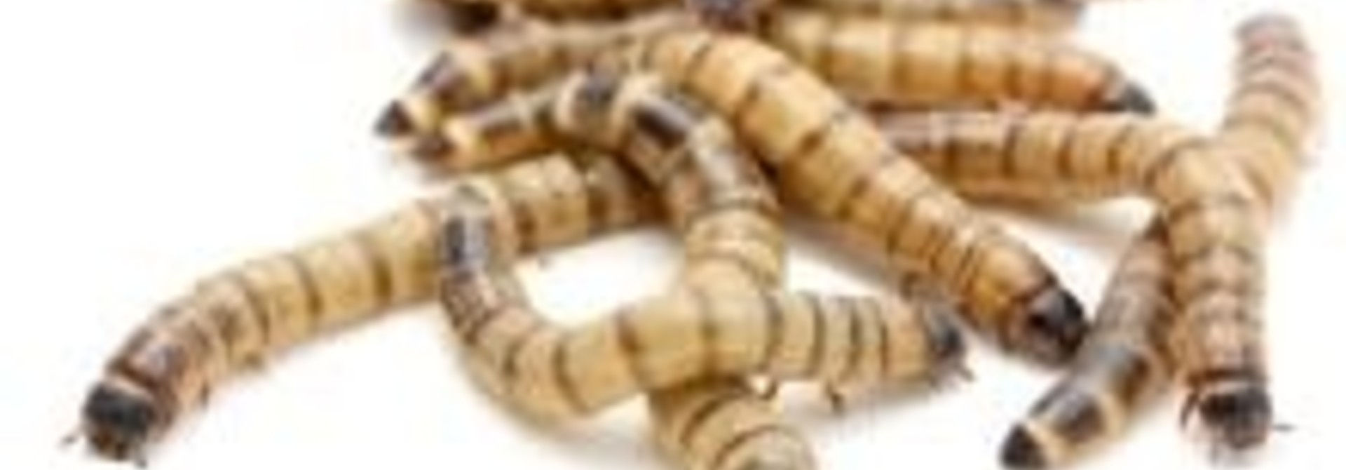 Large Super Worms 100