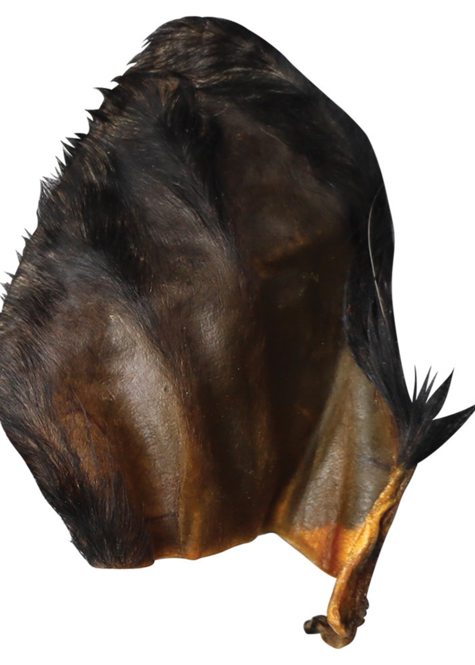 QT Dog QT DOG Water Buffalo Ear w/ Hair Bulk