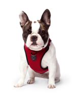 Canada Pooch Core Everything Harness Mesh Red S