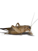 5 Week Crickets