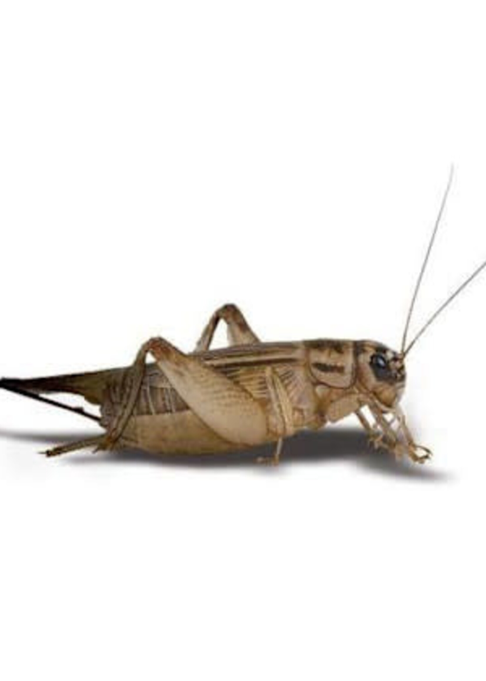 5 Week Crickets