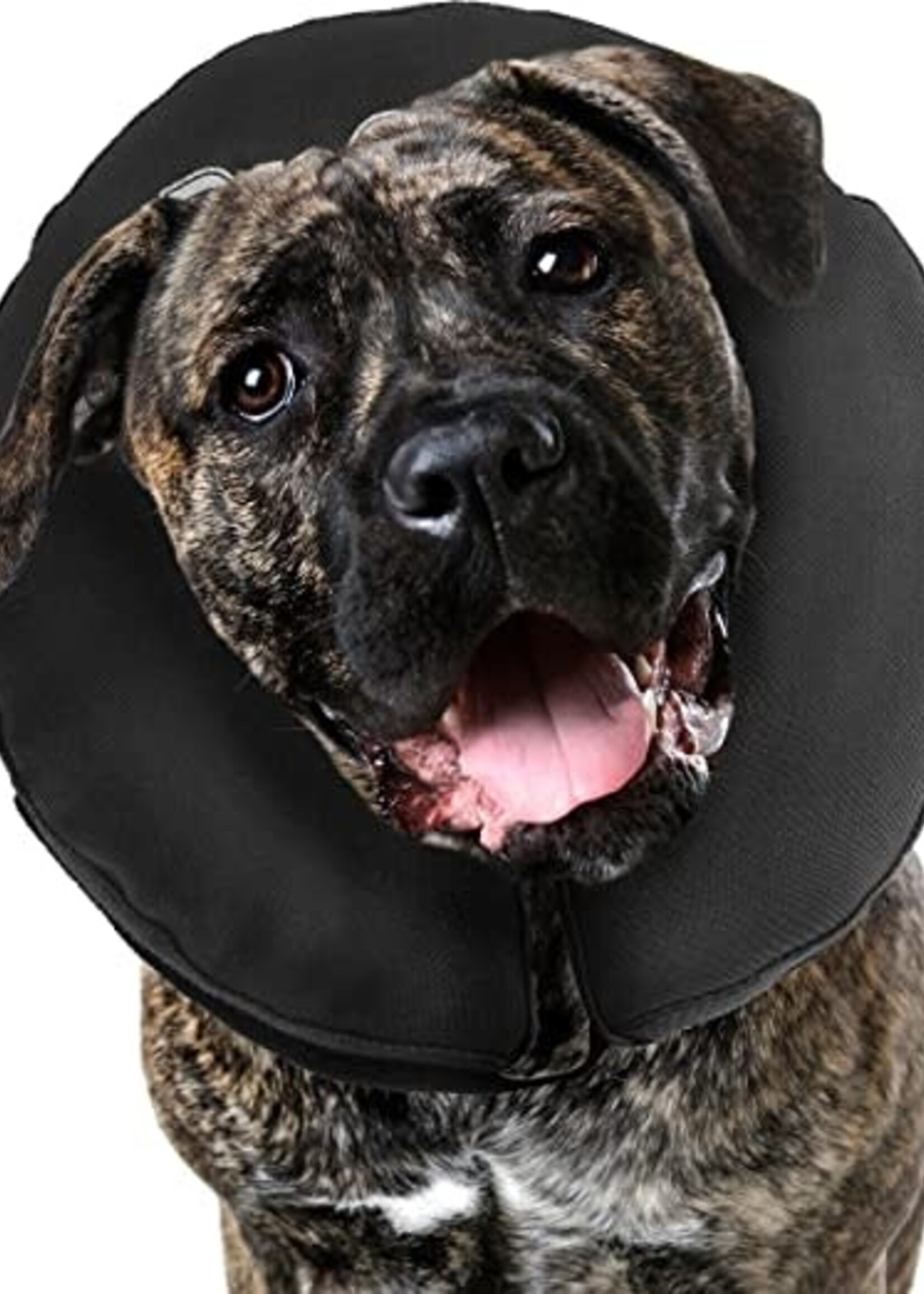 ZenPet Zen Pet - ProCollar  M