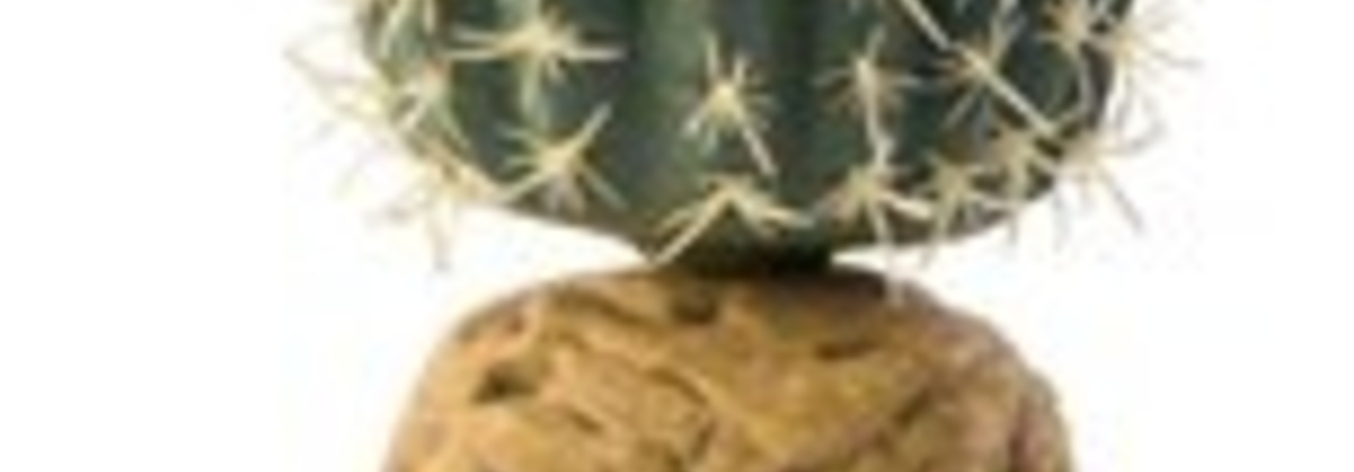 Exo Terra Desert Plant - Barrel Cactus - Small
