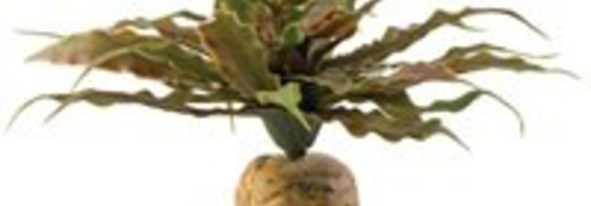 Exo Terra Star Cactus Terrarium Plant