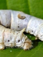 Silkworms Medium