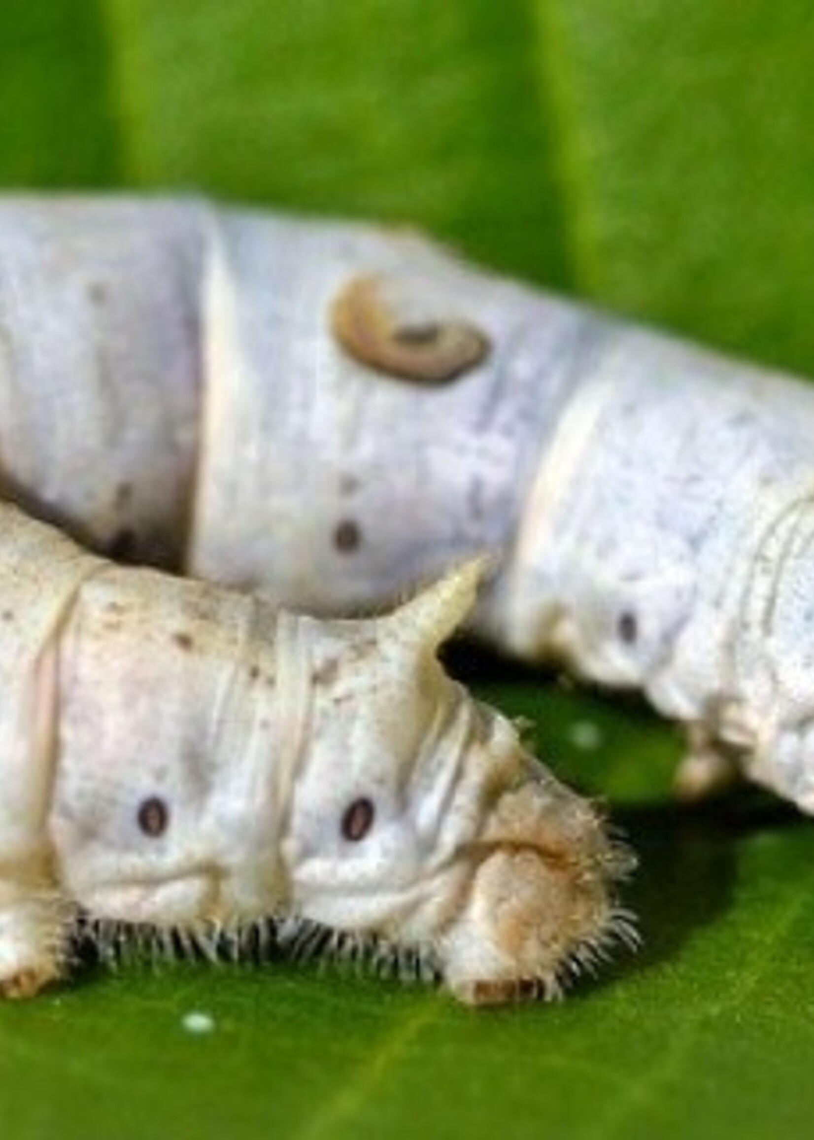 Silkworms Medium