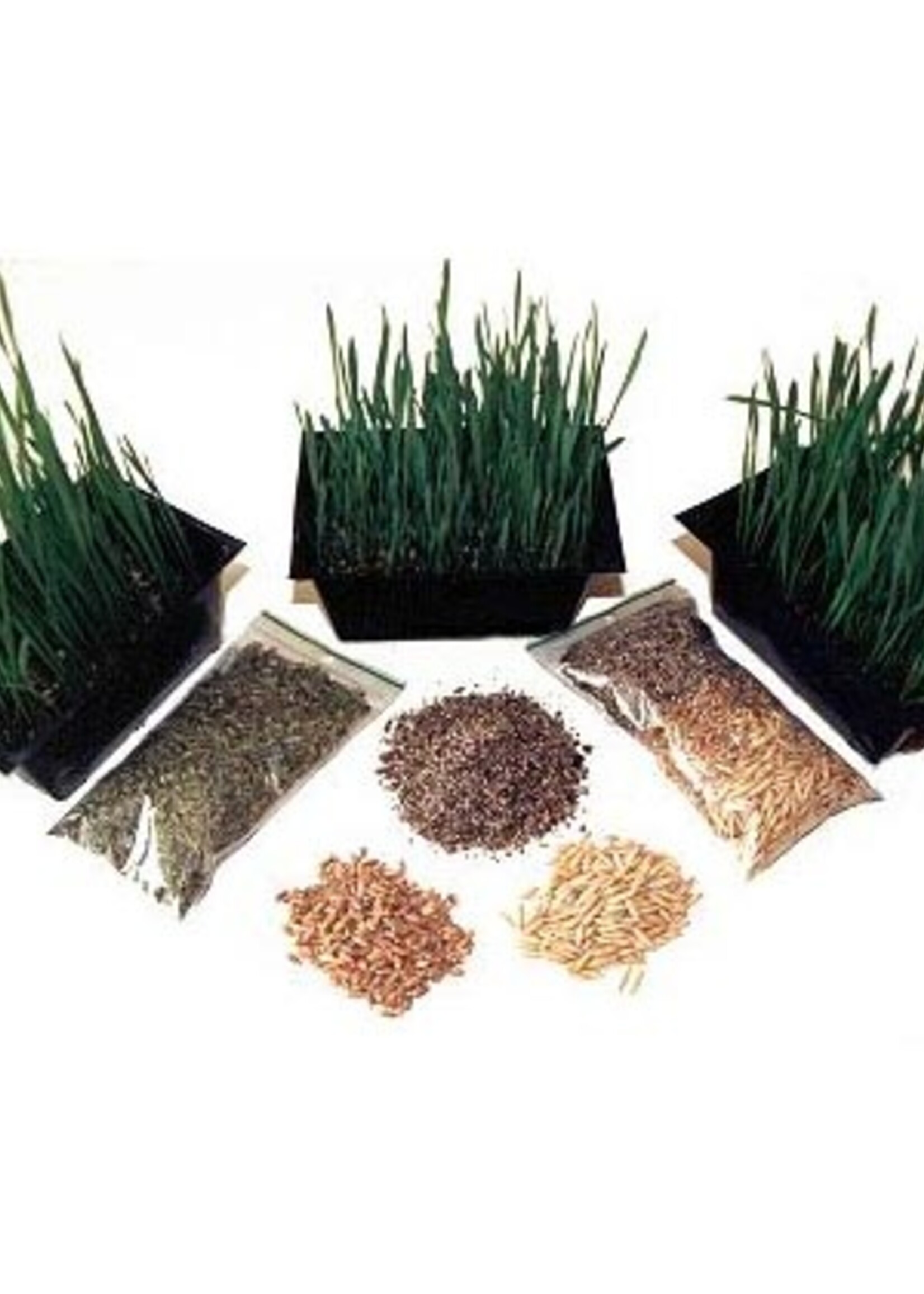 KOOKY KAT CATNIP Kooky Kat Grow Your Own Wheat & Oat Grass w/ Soil