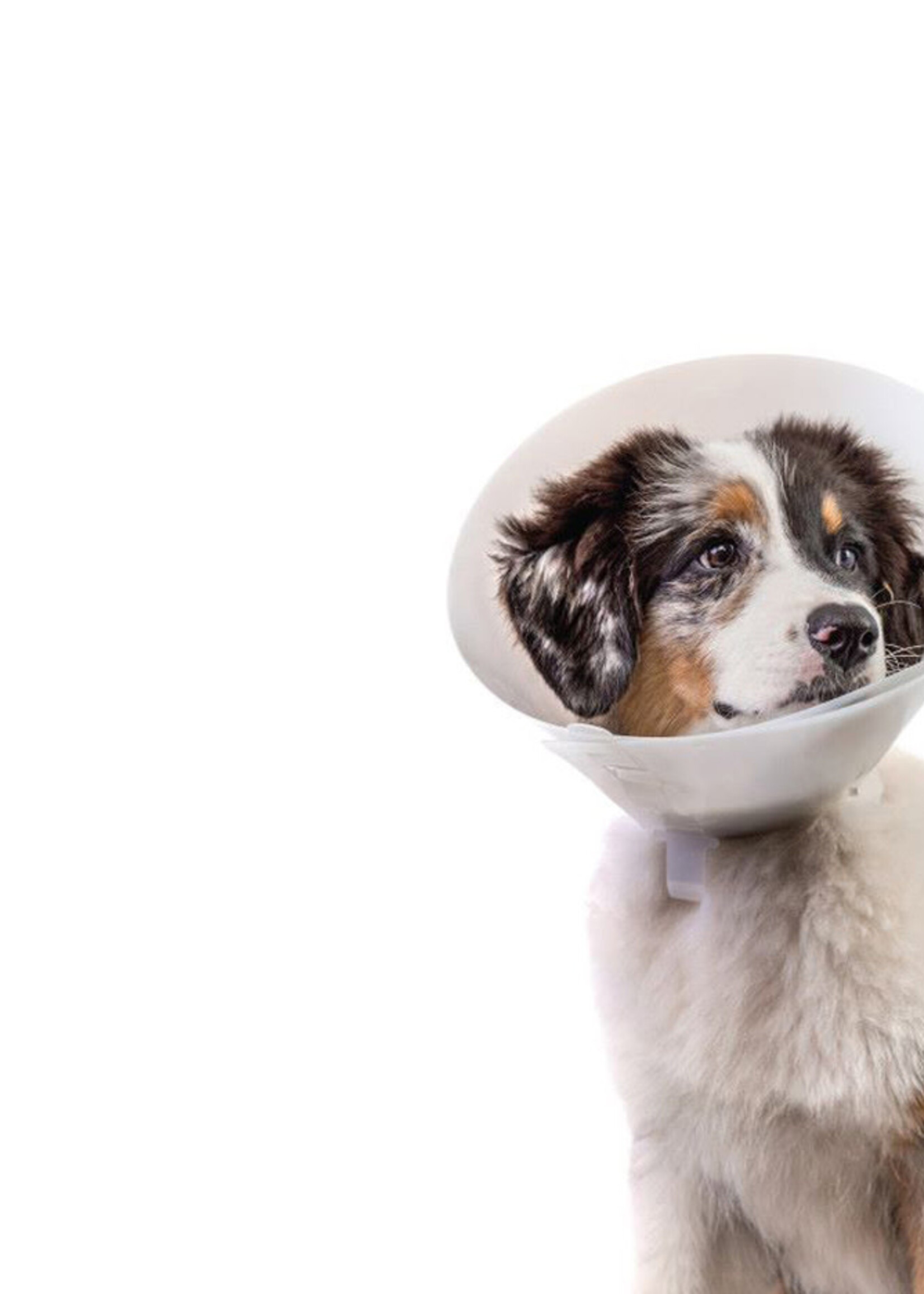 Precision Logistics Baxter Clear E-Collar - 7.5cm/2.95in