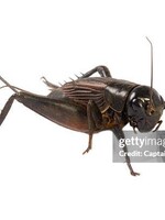 5 wk crickets box of 500