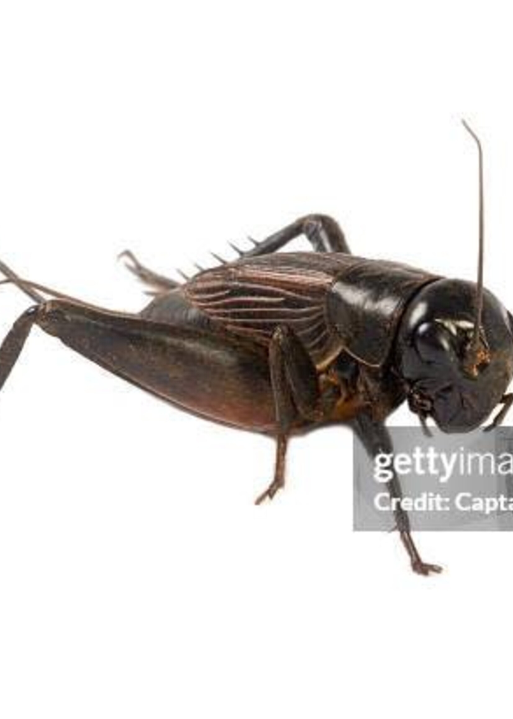 5 wk crickets box of 500