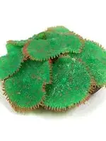 Sporn SPORN Ricordia Anemone GREEN