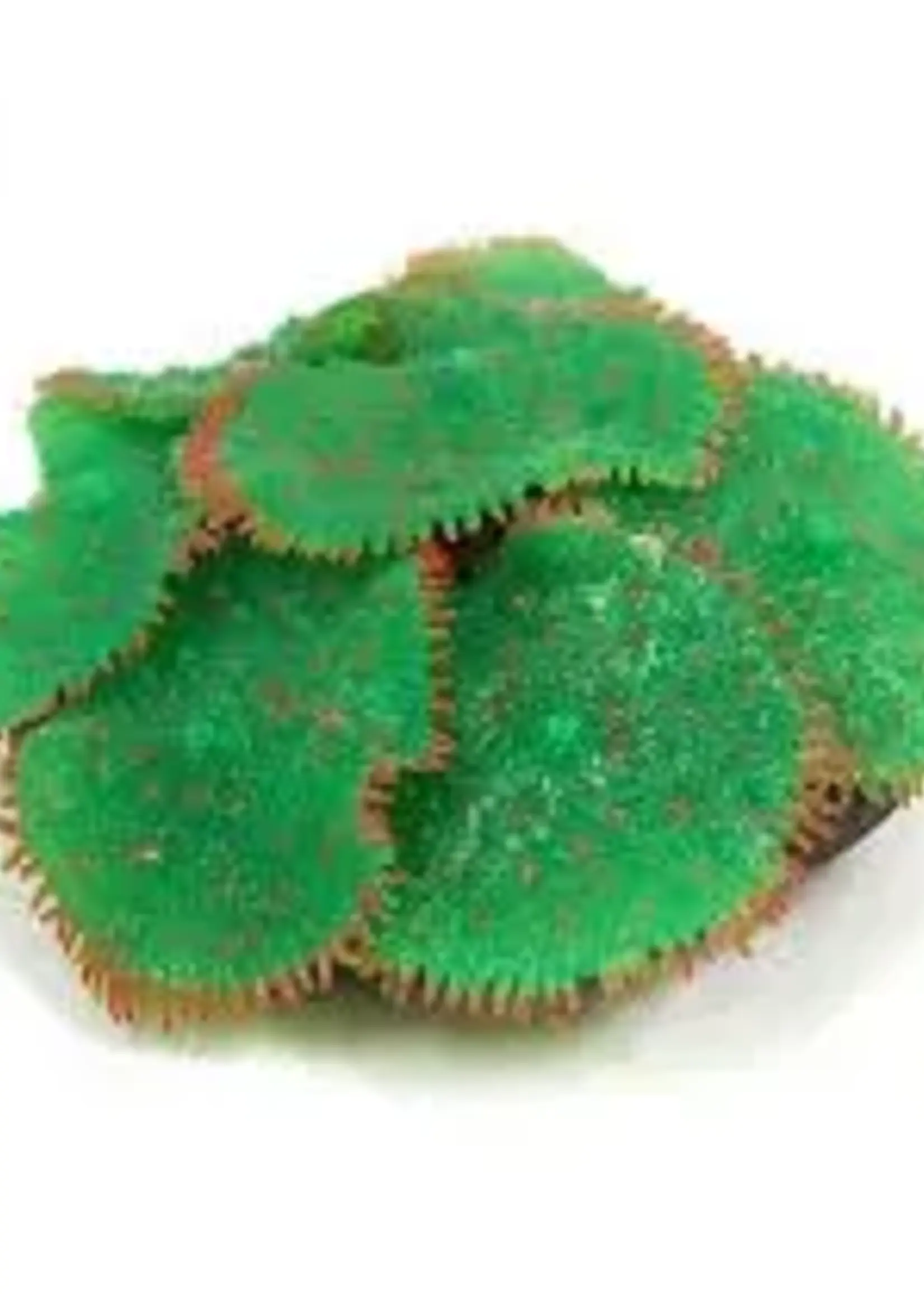 Sporn SPORN Ricordia Anemone GREEN