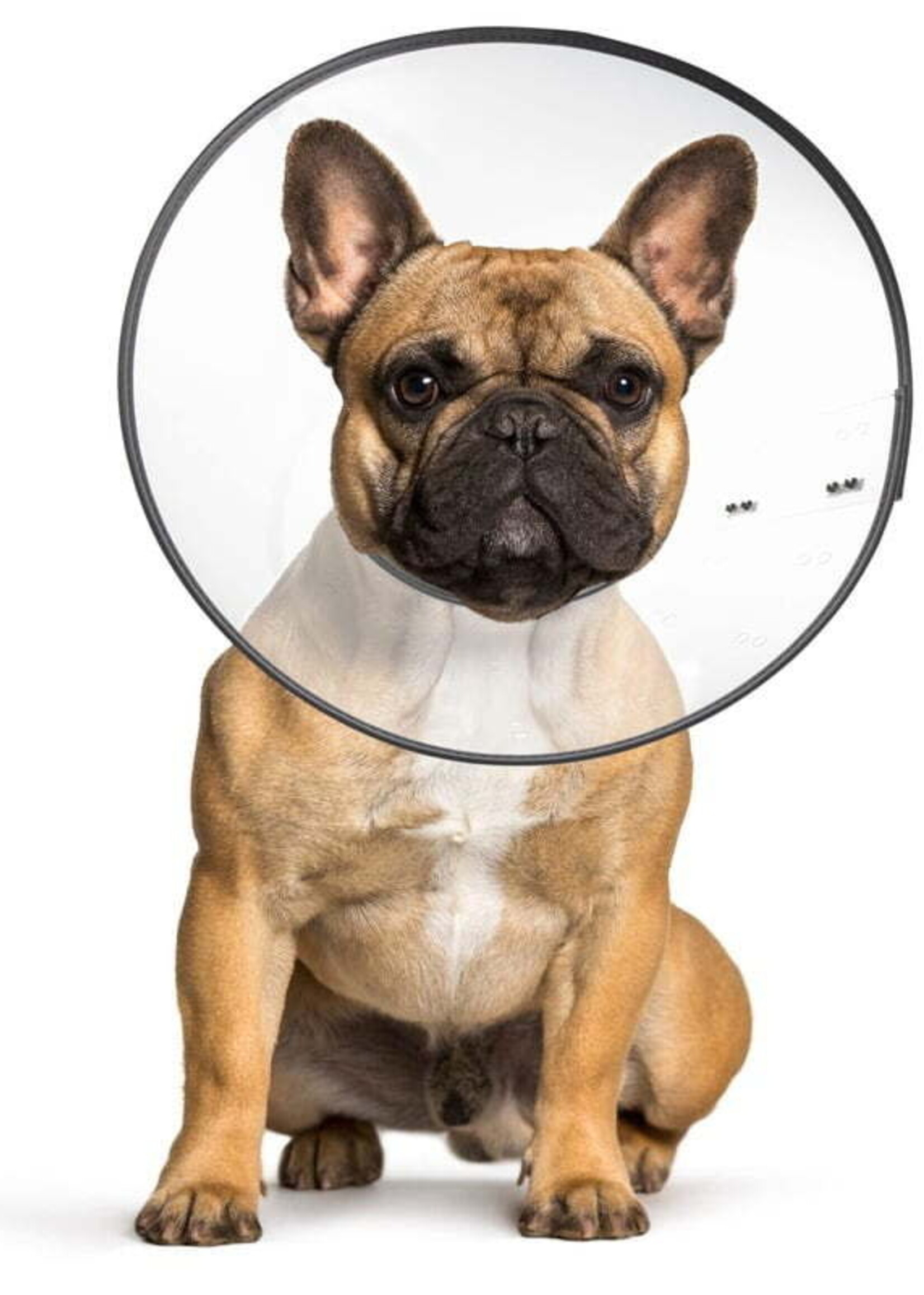 E-collar E-Collar (Plastic) X-Large 12.25-21"