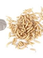 Walleyemaster White Maggots