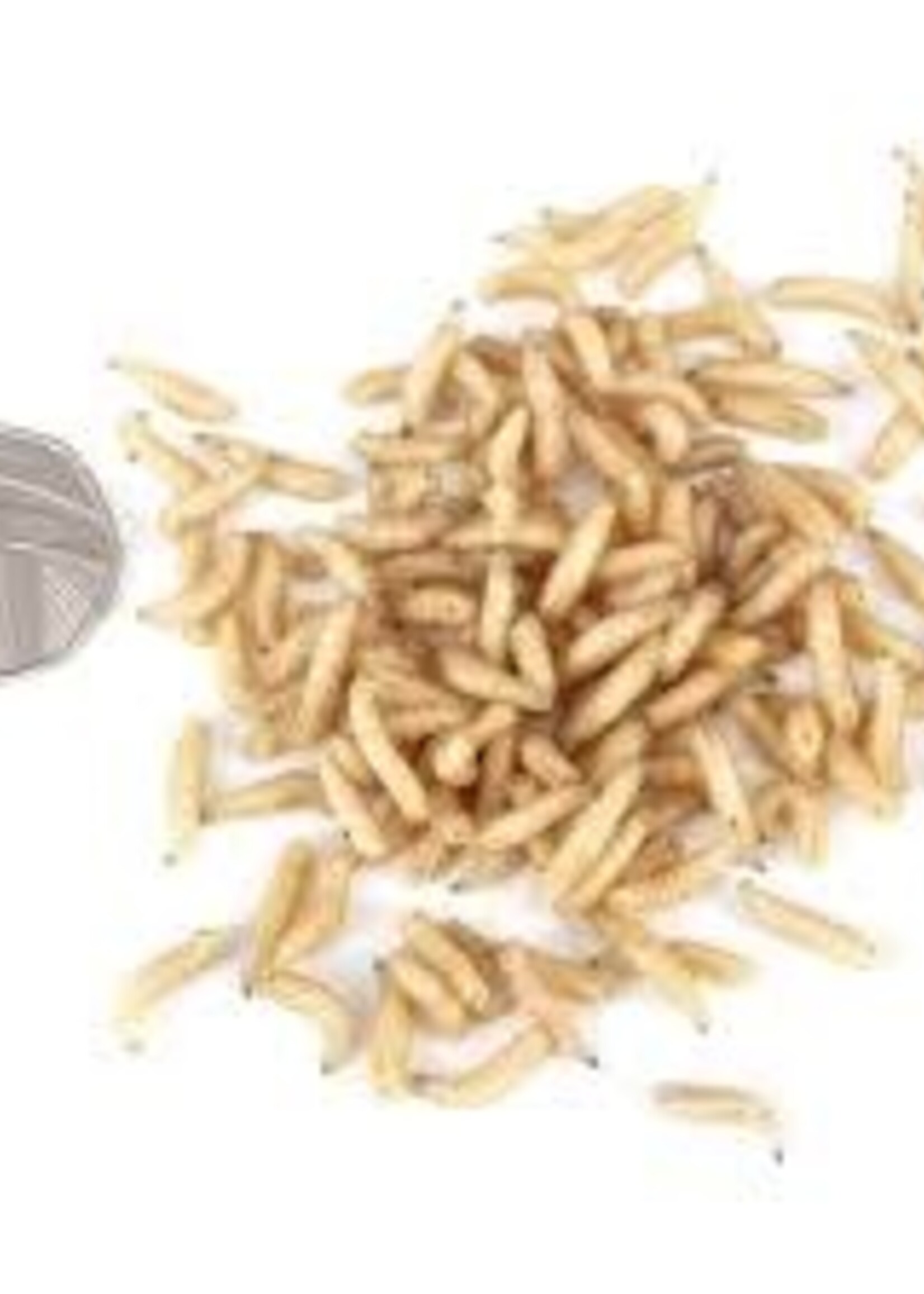 Walley Master White Maggots