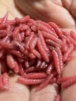 Walleyemaster Red Maggots