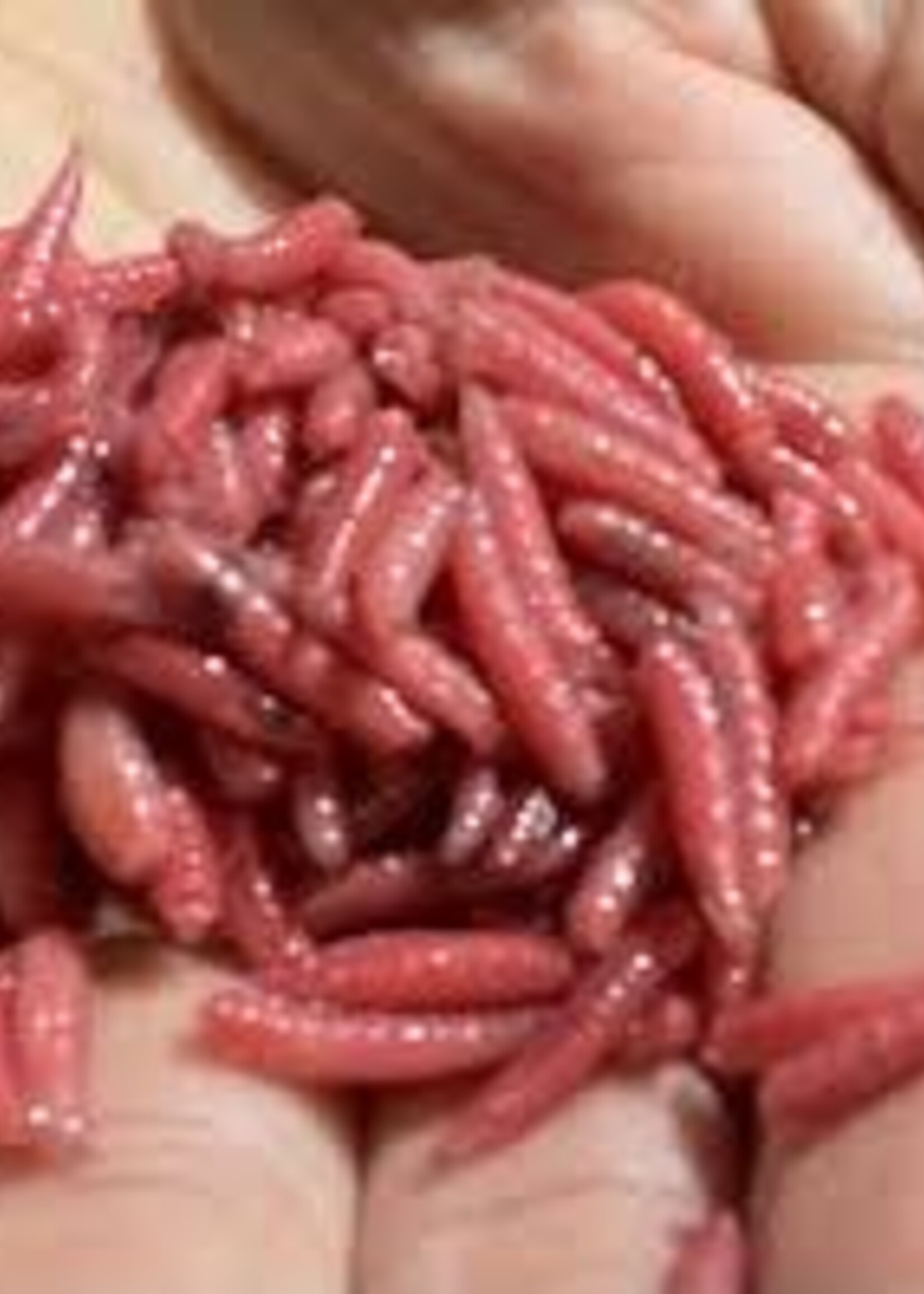 Walleyemaster Red Maggots