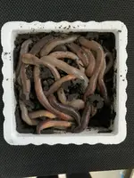 Walleyemaster Jumbo Dew Worms 12pk