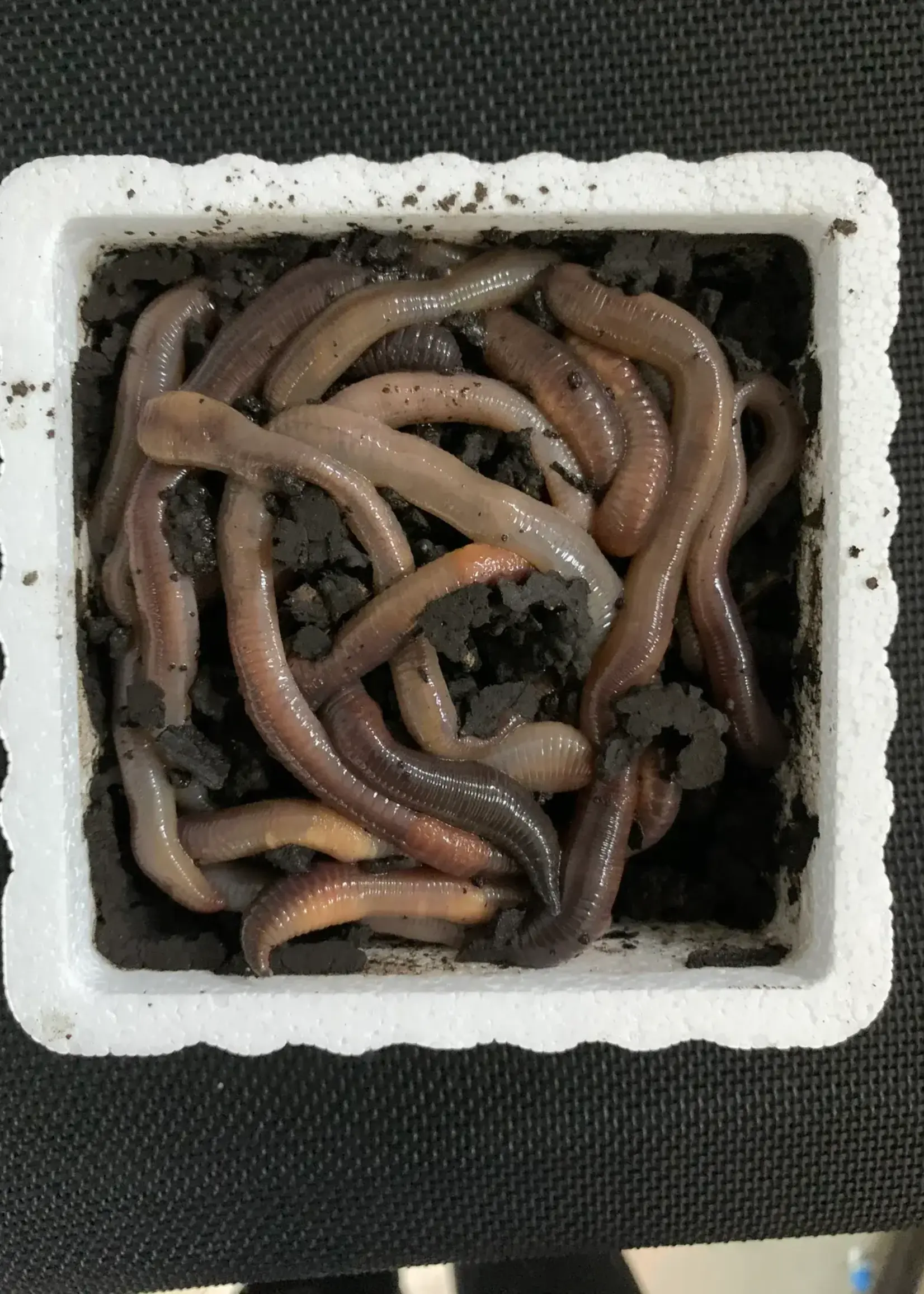 Walleyemaster Jumbo Dew Worms 12pk