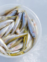 Walleyemaster Northern Lite Salted Minnow