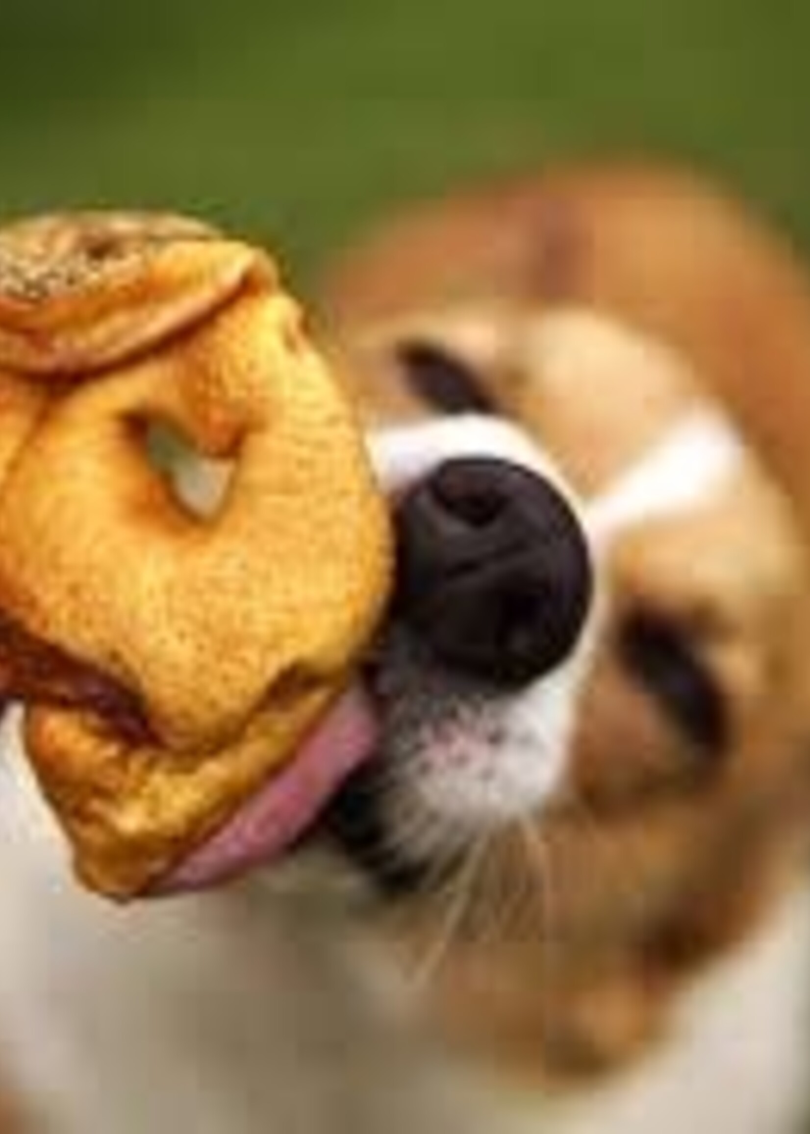 FurEver Pure Pork Snouts - Bulk