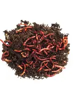 Walleyemaster Trout Worm - 15 Pack