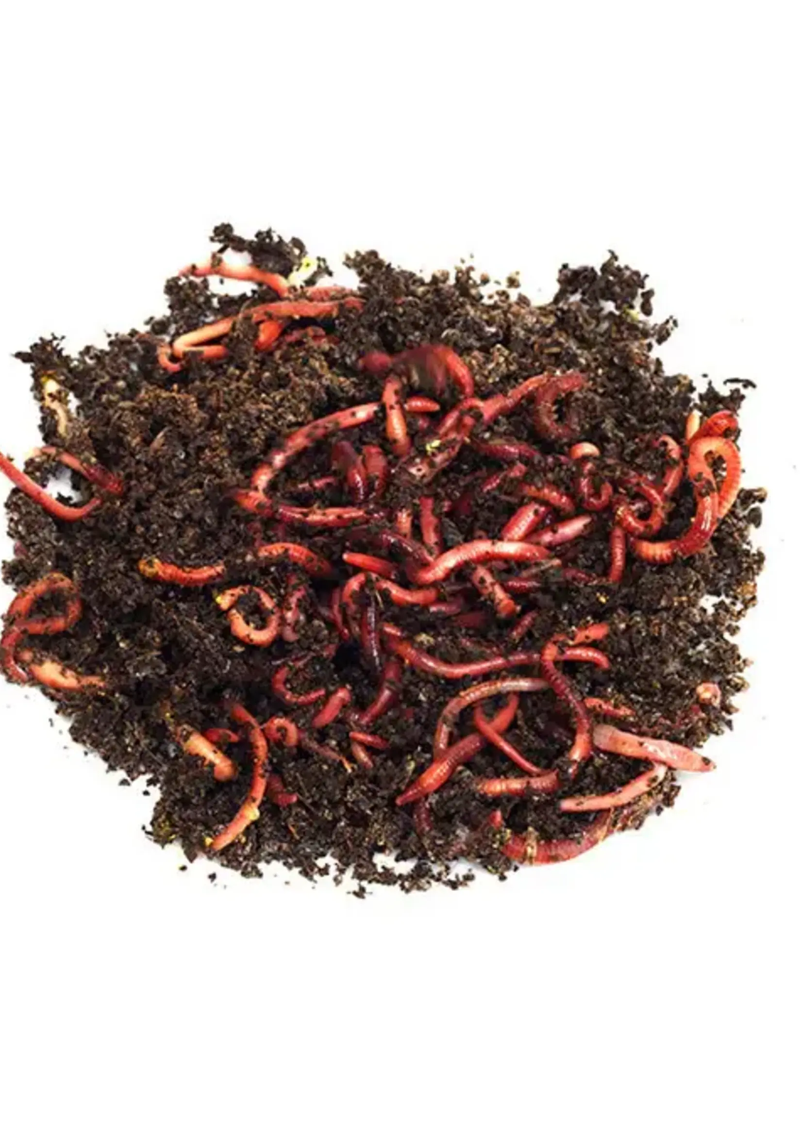 Walleyemaster Trout Worm - 15 Pack